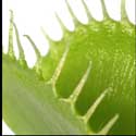 100 Pics Plants Answers Level 26