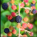 100 Pics Plants Answers Level 27