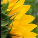 100 Pics Plants Answers Level 31
