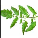100 Pics Plants Answers Level 32