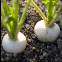 100 Pics Plants Answers Level 35