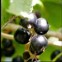 100 Pics Plants Answers Level 37