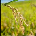 100 Pics Plants Answers Level 39