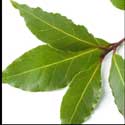 100 Pics Plants Answers Level 41