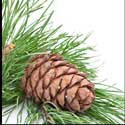 100 Pics Plants Answers Level 42
