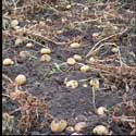 100 Pics Plants Answers Level 43