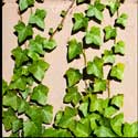 100 Pics Plants Answers Level 44