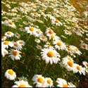 100 Pics Plants Answers Level 47