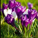 100 Pics Plants Answers Level 48