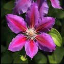 100 Pics Plants Answers Level 49