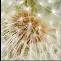 100 Pics Plants Answers Level 52