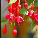 100 Pics Plants Answers Level 53