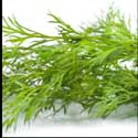 100 Pics Plants Answers Level 55