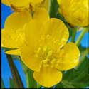 100 Pics Plants Answers Level 58