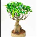 100 Pics Plants Answers Level 61