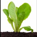 100 Pics Plants Answers Level 63
