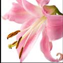 100 Pics Plants Answers Level 64
