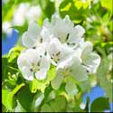100 Pics Plants Answers Level 66