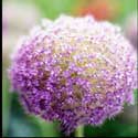 100 Pics Plants Answers Level 67