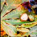 100 Pics Plants Answers Level 68