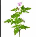 100 Pics Plants Answers Level 72