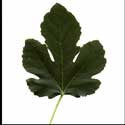 100 Pics Plants Answers Level 73