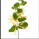 100 Pics Plants Answers Level 74