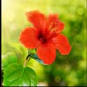 100 Pics Plants Answers Level 75