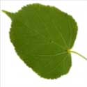 100 Pics Plants Answers Level 79