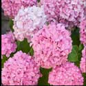 100 Pics Plants Answers Level 80