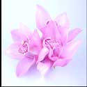 100 Pics Plants Answers Level 81