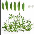 100 Pics Plants Answers Level 83