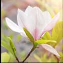 100 Pics Plants Answers Level 84