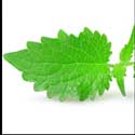 100 Pics Plants Answers Level 85