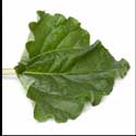 100 Pics Plants Answers Level 86