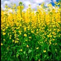 100 Pics Plants Answers Level 88