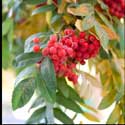 100 Pics Plants Answers Level 91