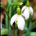100 Pics Plants Answers Level 92