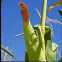 100 Pics Plants Answers Level 94