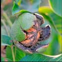 100 Pics Plants Answers Level 96