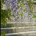 100 Pics Plants Answers Level 97