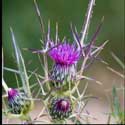 100 Pics Plants Answers Level 98