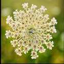 100 Pics Plants Answers Level 99