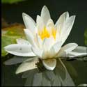 100 Pics Plants Answers Level 100