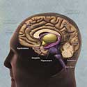 100 Pics Science Answers Level 4