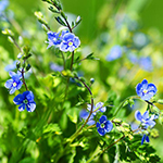100 Pics Spring Answers Level 6