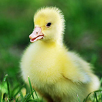 100 Pics Spring Answers Level 10