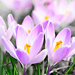 100 Pics Spring Answers Level 25