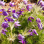 100 Pics Spring Answers Level 35