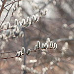 100 Pics Spring Answers Level 37